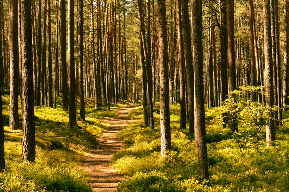 The Quiet Value of Walking: The Most Underrated Exercise, Made Simple